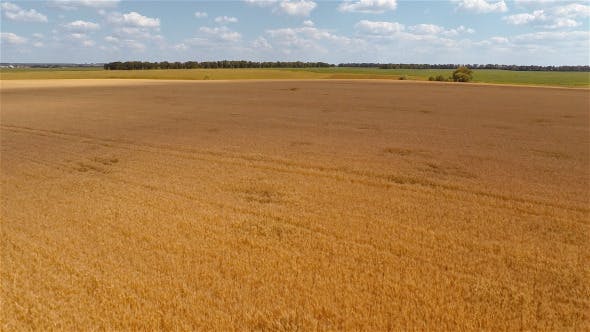 Wheat Field  - Download Videohive 9167543