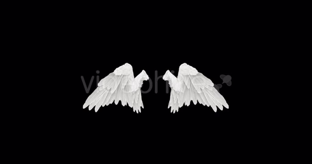 White Angel Wings Videohive 18603338 Motion Graphics Image 1