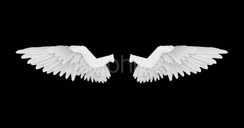 White Angel Wings Videohive 18603338 Motion Graphics Image 2