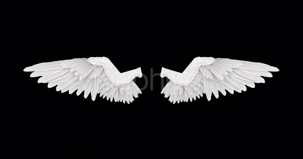 White Angel Wings Videohive 18603338 Motion Graphics Image 3