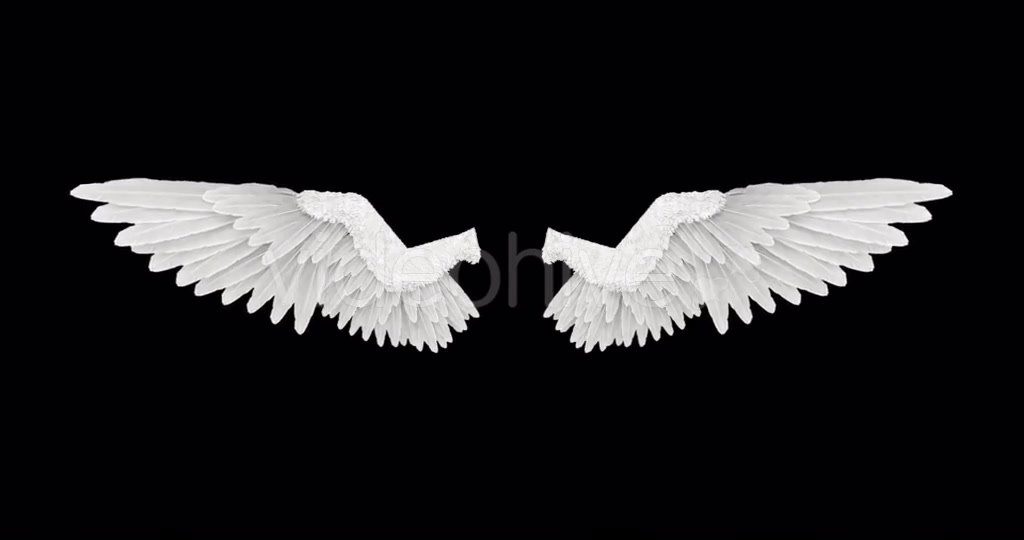 White Angel Wings Videohive 18603338 Motion Graphics Image 4