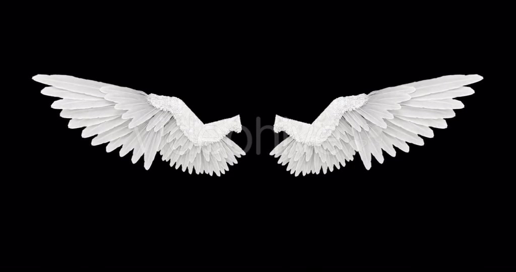 White Angel Wings Videohive 18603338 Motion Graphics Image 5