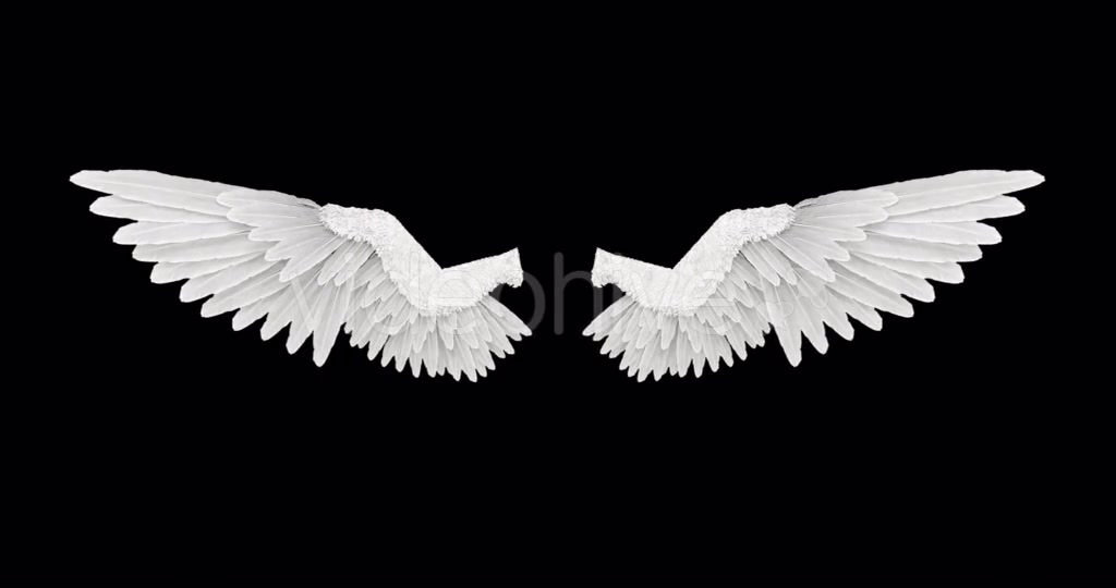White Angel Wings Videohive 18603338 Motion Graphics Image 6