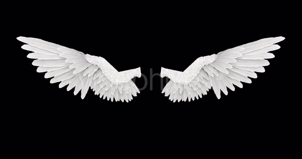White Angel Wings Videohive 18603338 Motion Graphics Image 7