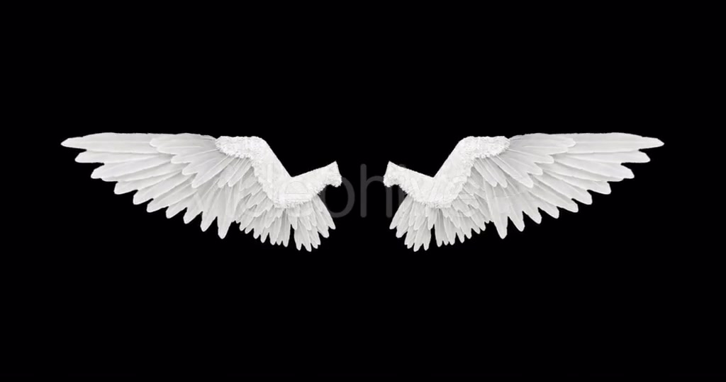 White Angel Wings Videohive 18603338 Motion Graphics Image 8