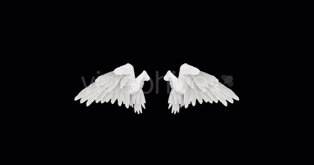 White Angel Wings Videohive 18603338 Motion Graphics Image 9