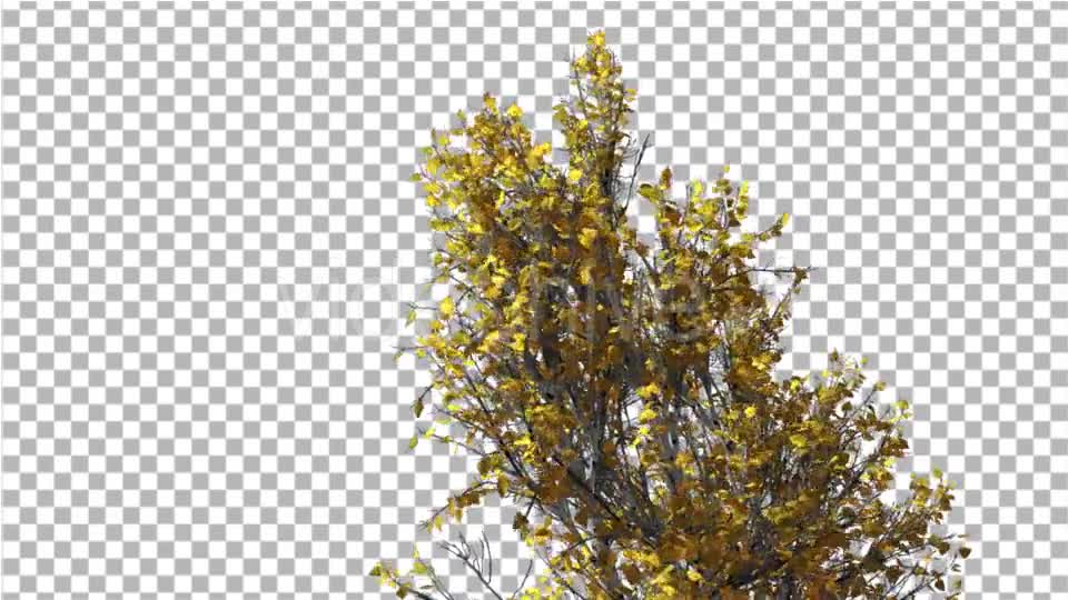 White Birch Swaying Tree is Swaying at The Wind - Download Videohive 13376706