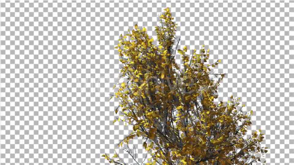 White Birch Swaying Tree is Swaying at The Wind - Download Videohive 13376706