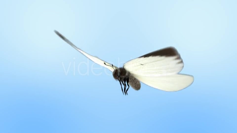 White Butterfly Flight - Download Videohive 9000151