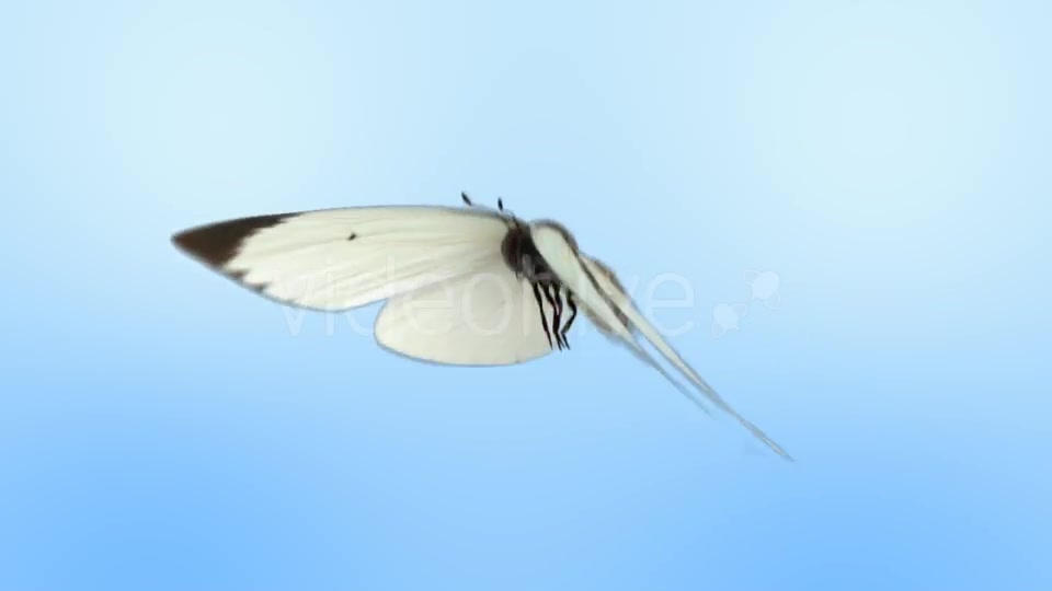 White Butterfly Flight - Download Videohive 9000151