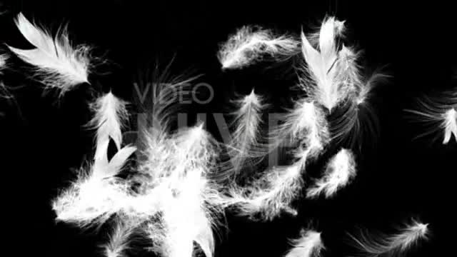 White Feathers Full HD Loop Videohive 43557 Motion Graphics Image 1