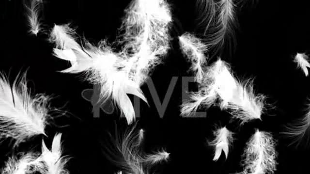 White Feathers Full HD Loop Videohive 43557 Motion Graphics Image 2