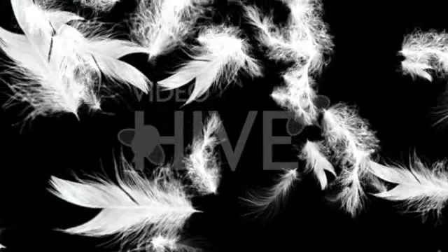 White Feathers Full HD Loop Videohive 43557 Motion Graphics Image 3