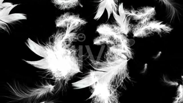 White Feathers Full HD Loop Videohive 43557 Motion Graphics Image 4