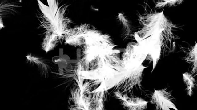 White Feathers Full HD Loop Videohive 43557 Motion Graphics Image 5