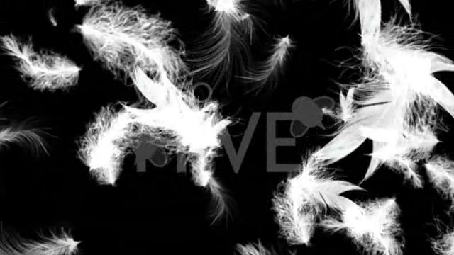 White Feathers Full HD Loop Videohive 43557 Motion Graphics Image 6