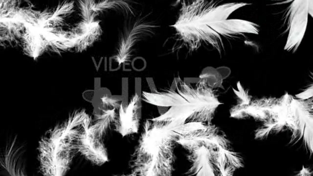 White Feathers Full HD Loop Videohive 43557 Motion Graphics Image 7