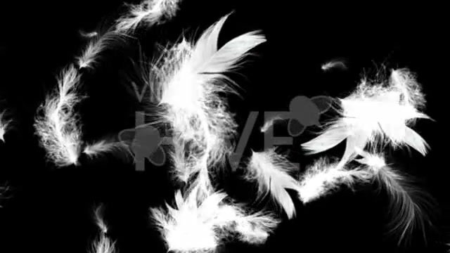 White Feathers Full HD Loop Videohive 43557 Motion Graphics Image 8