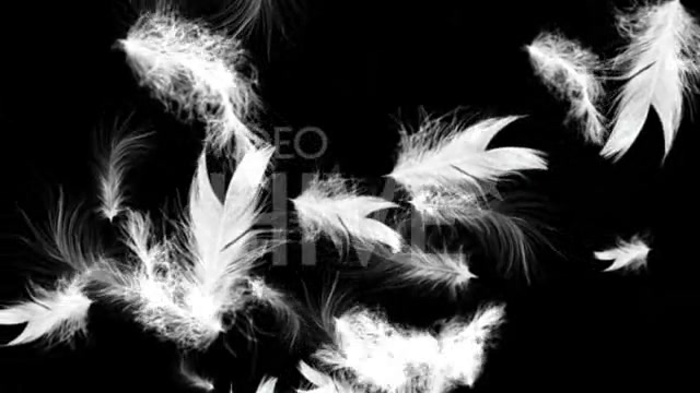 White Feathers Full HD Loop Videohive 43557 Motion Graphics Image 9