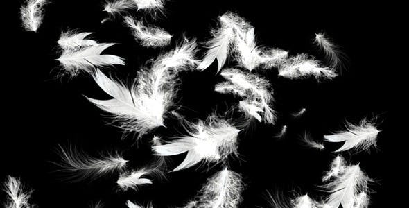White Feathers Full HD Loop - Download 43557 Videohive