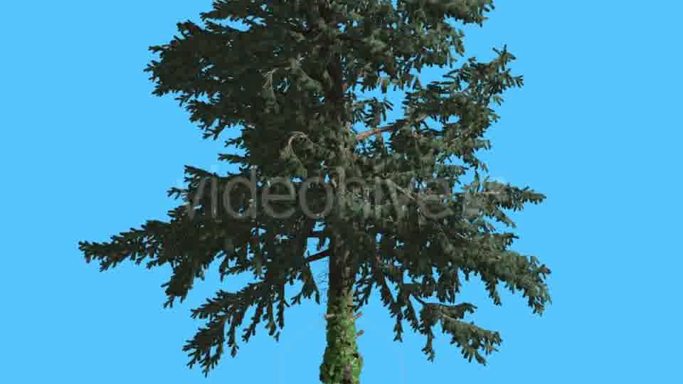 White Fir at Strong Wind Swaying Branches - Download Videohive 15509352