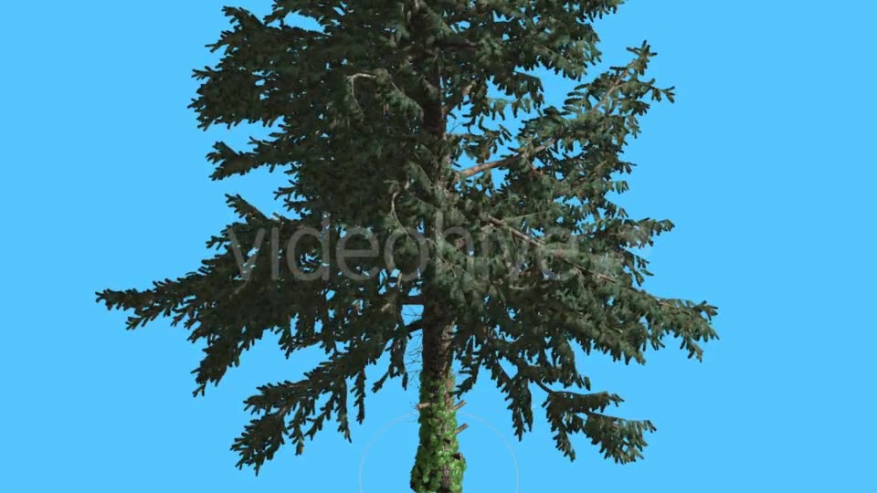 White Fir at Strong Wind Swaying Branches - Download Videohive 15509352