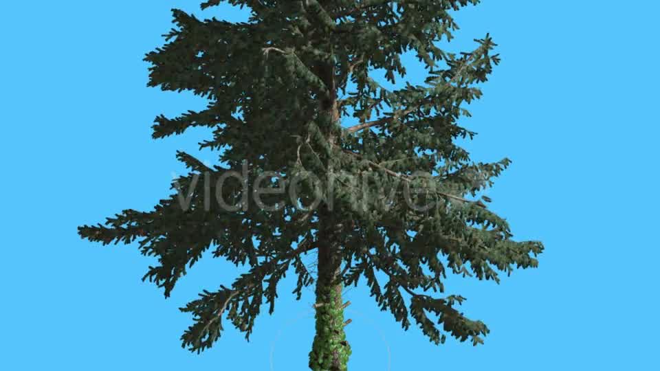 White Fir at Strong Wind Swaying Branches - Download Videohive 15509352