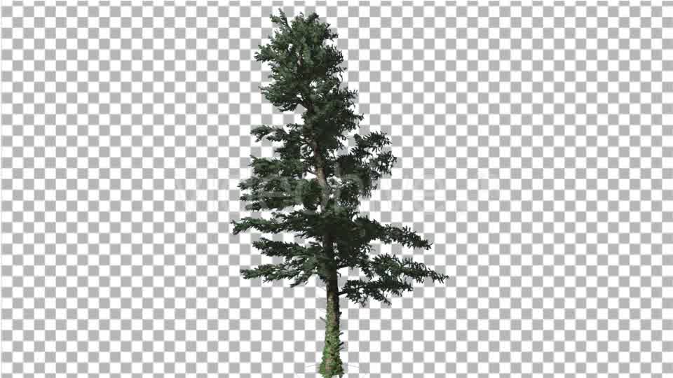 White Fir Branches Are Swaying at the Wind - Download Videohive 19508912
