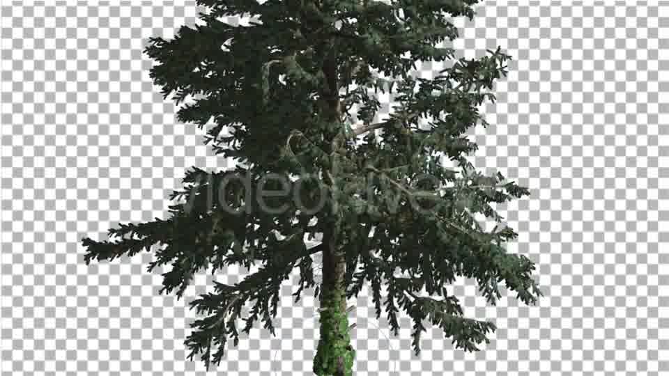 White Fir Coniferous Evergreen Tree is Swaying at - Download Videohive 19276610