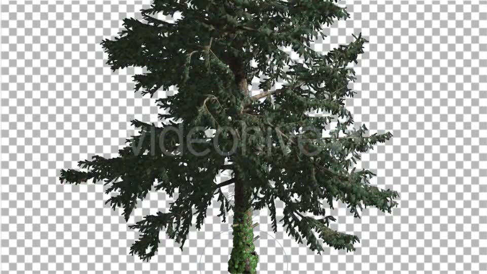 White Fir Coniferous Evergreen Tree is Swaying at - Download Videohive 19276610