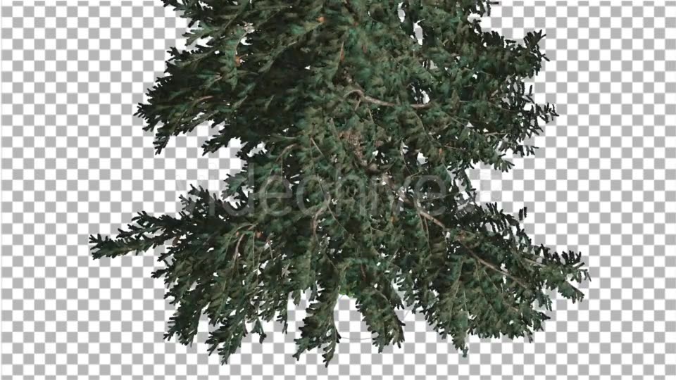 White Fir Crown Turned Down Coniferous Evergreen - Download Videohive 19269016