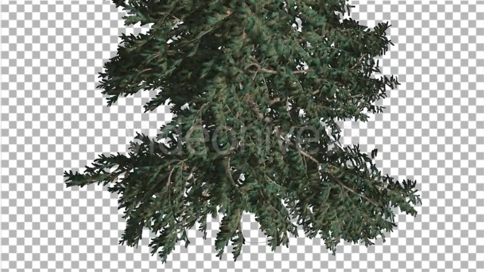 White Fir Crown Turned Down Coniferous Evergreen - Download Videohive 19269016