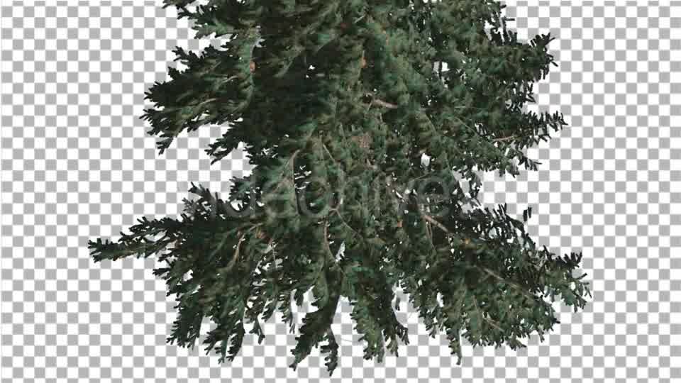 White Fir Crown Turned Down Coniferous Evergreen - Download Videohive 19269016