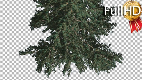 White Fir Crown Turned Down Coniferous Evergreen - Download Videohive 19269016