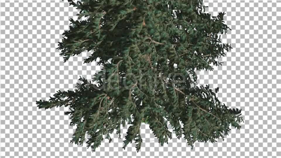 White Fir Crown Turned Down Coniferous Evergreen - Download Videohive 19475816