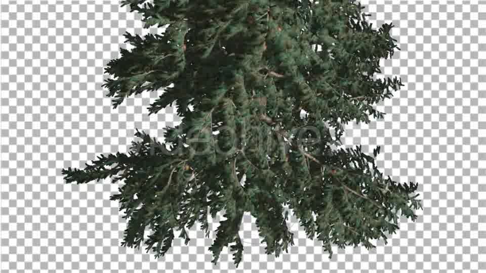 White Fir Crown Turned Down Coniferous Evergreen - Download Videohive 19475816