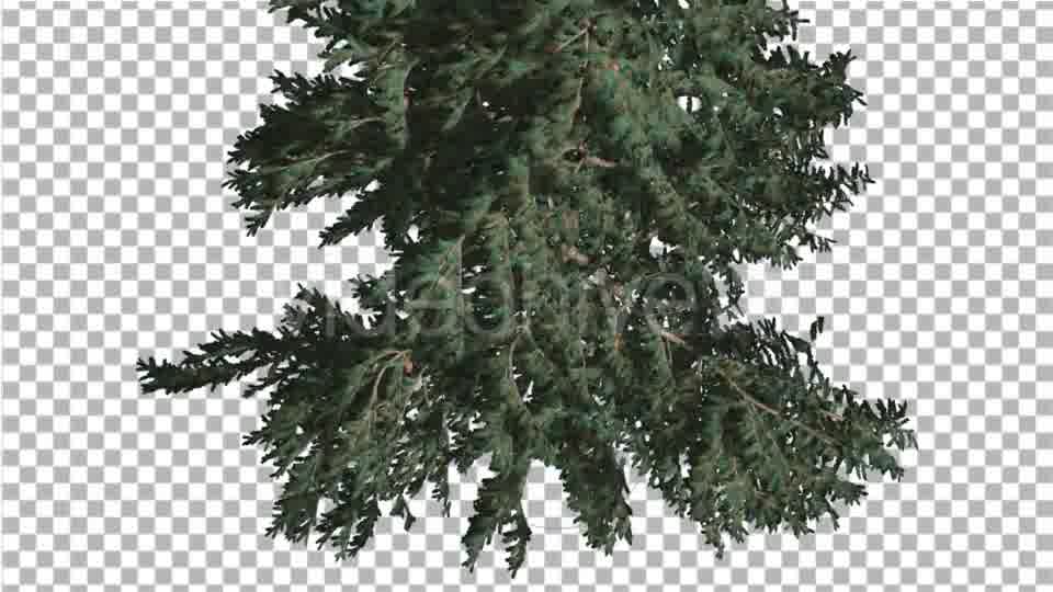 White Fir Crown Turned Down Coniferous Evergreen - Download Videohive 19475816