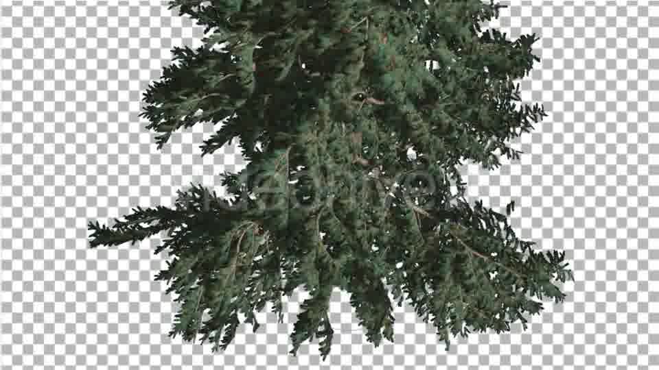 White Fir Crown Turned Down Coniferous Evergreen - Download Videohive 19475816