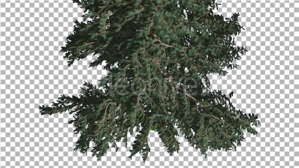 White Fir Crown Turned Down Coniferous Evergreen - Download Videohive 19475816