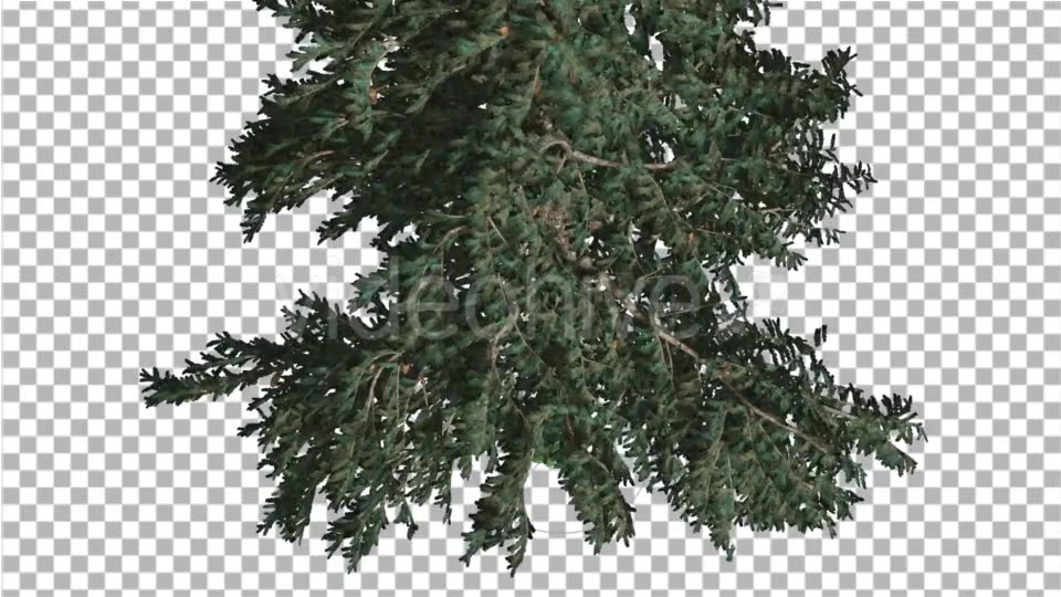 White Fir Crown Turned Down Coniferous Evergreen - Download Videohive 19475816