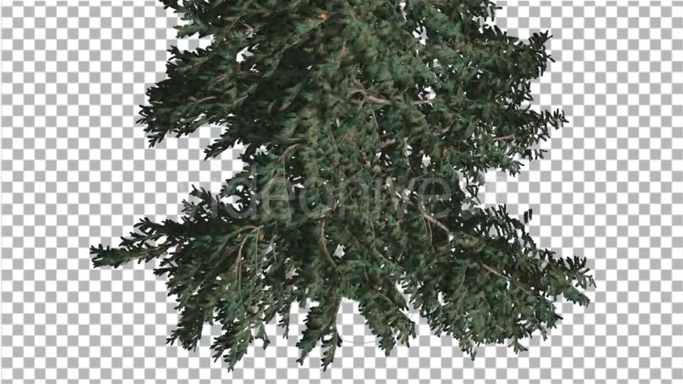 White Fir Crown Turned Down Coniferous Evergreen - Download Videohive 19475816