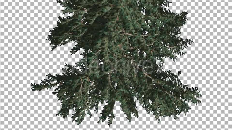 White Fir Crown Turned Down Coniferous Evergreen - Download Videohive 19475816