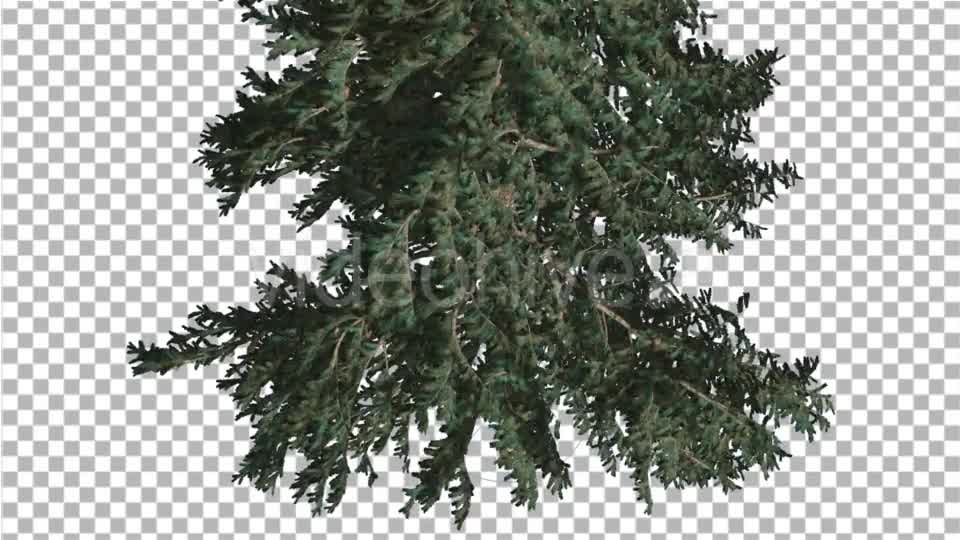 White Fir Crown Turned Down Coniferous Evergreen - Download Videohive 19475816