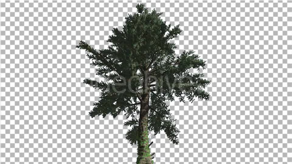 White Fir Down up Coniferous Evergreen Tree Thin - Download Videohive 15309891