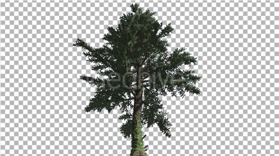 White Fir Down up Coniferous Evergreen Tree Thin - Download Videohive 15309891
