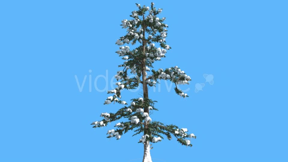 White Fir in Winter Snow on Branches Coniferous - Download Videohive 19506370