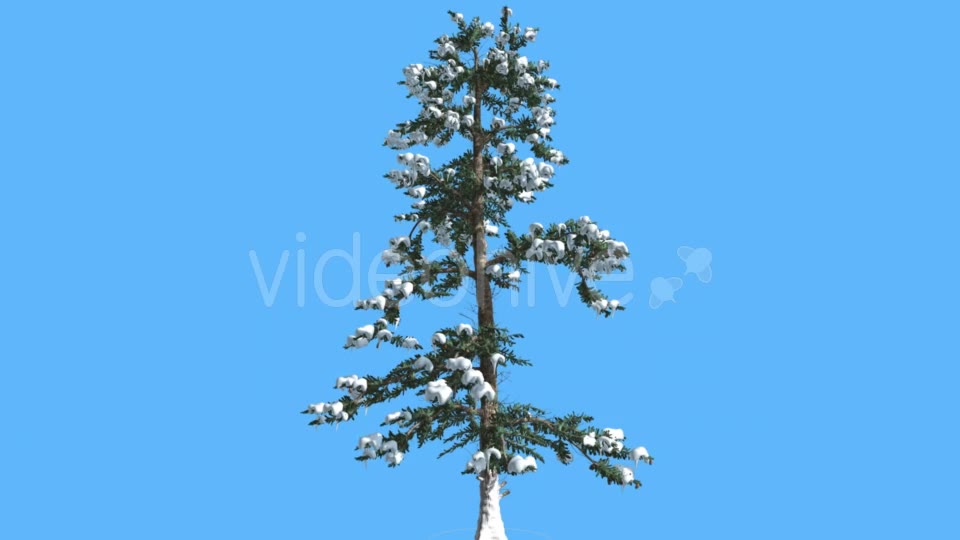 White Fir in Winter Snow on Branches Coniferous - Download Videohive 19506370