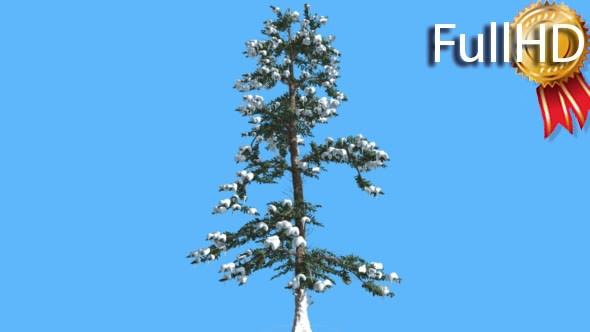 White Fir in Winter Snow on Branches Coniferous - Download Videohive 19506370