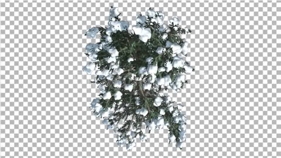 White Fir Snow on a Branches Top Down Thin Trunk - Download Videohive 16961970