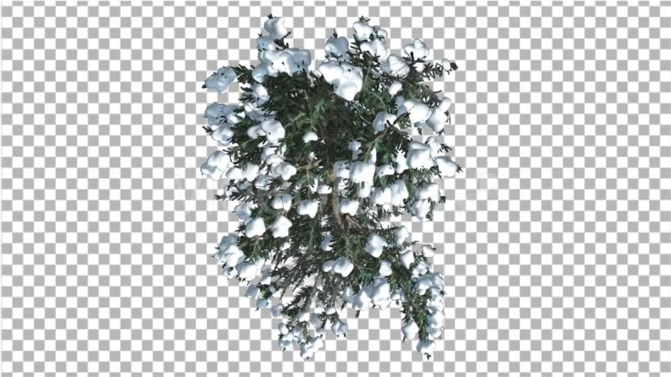 White Fir Snow on a Branches Top Down Thin Trunk - Download Videohive 16961970
